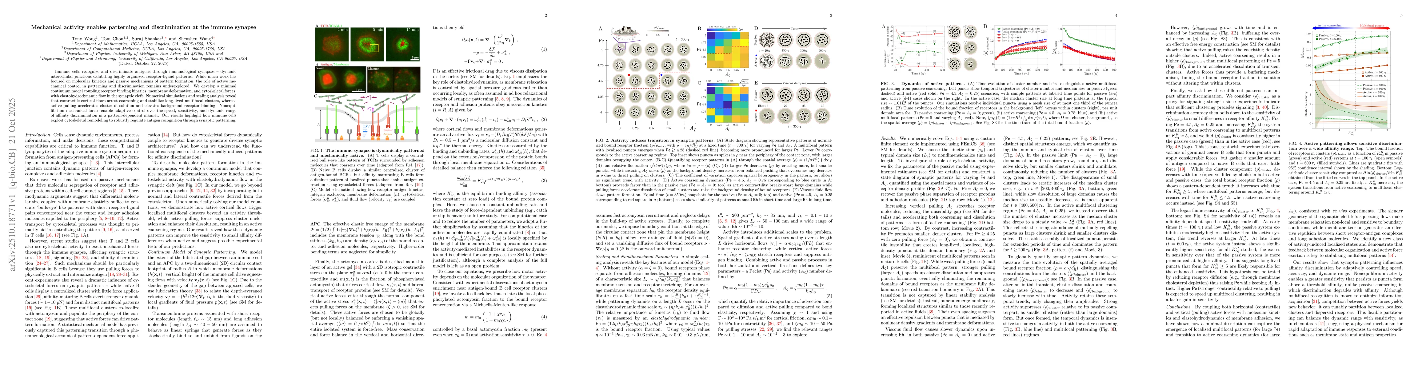 Thumbnail for Mechanical activity enables patterning and discrimination at the immune
  synapse