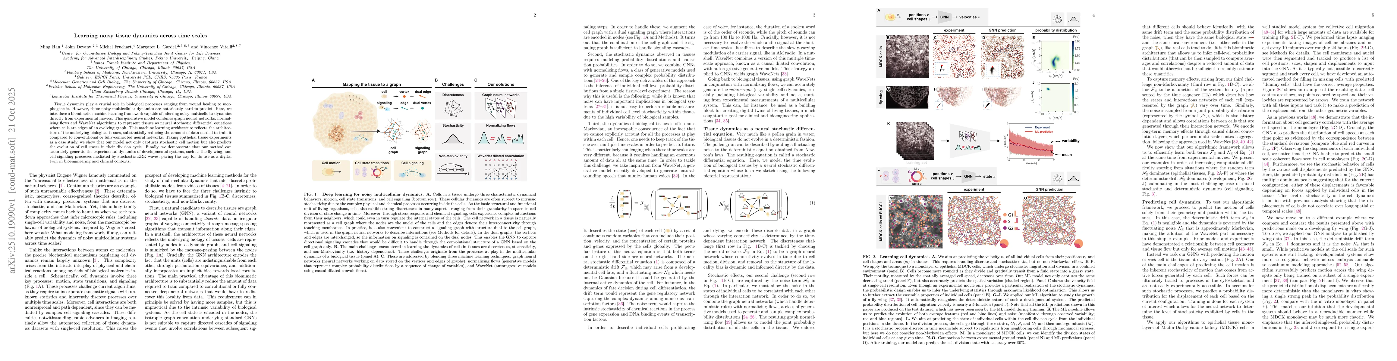 Thumbnail for Learning noisy tissue dynamics across time scales