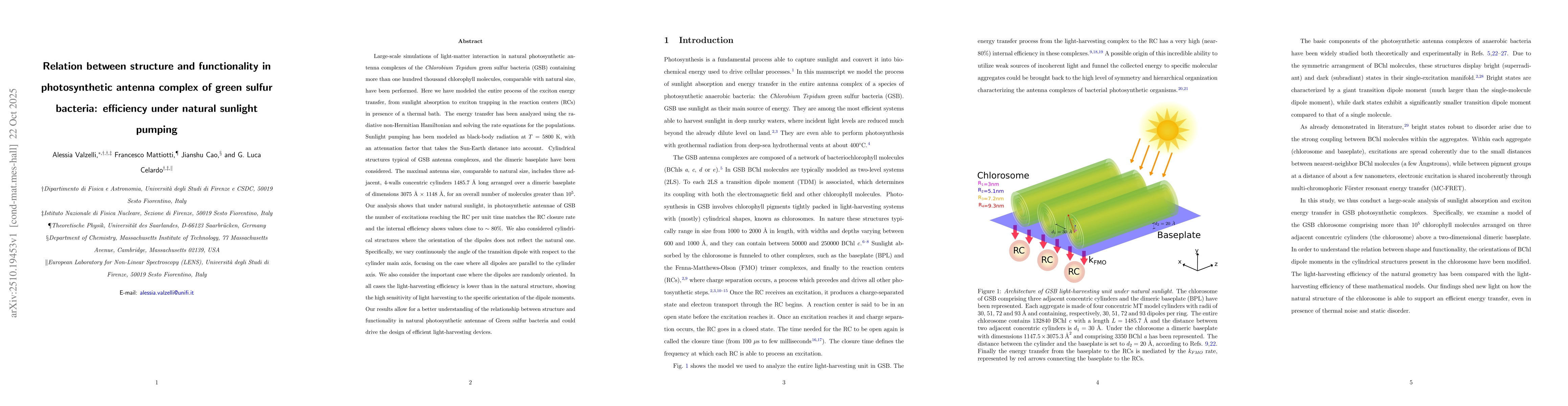 Thumbnail for Relation between structure and functionality in photosynthetic antenna
  complex of green sulfur bacteria: efficiency under natural sunlight pumping