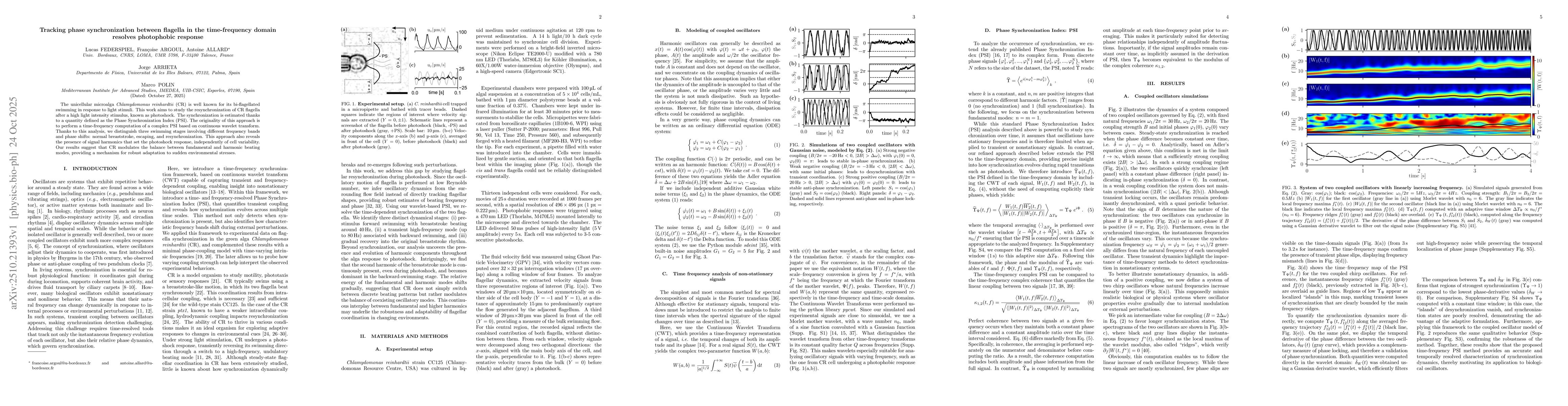 Thumbnail for Tracking phase synchronization between flagella in the time-frequency
  domain resolves photophobic response