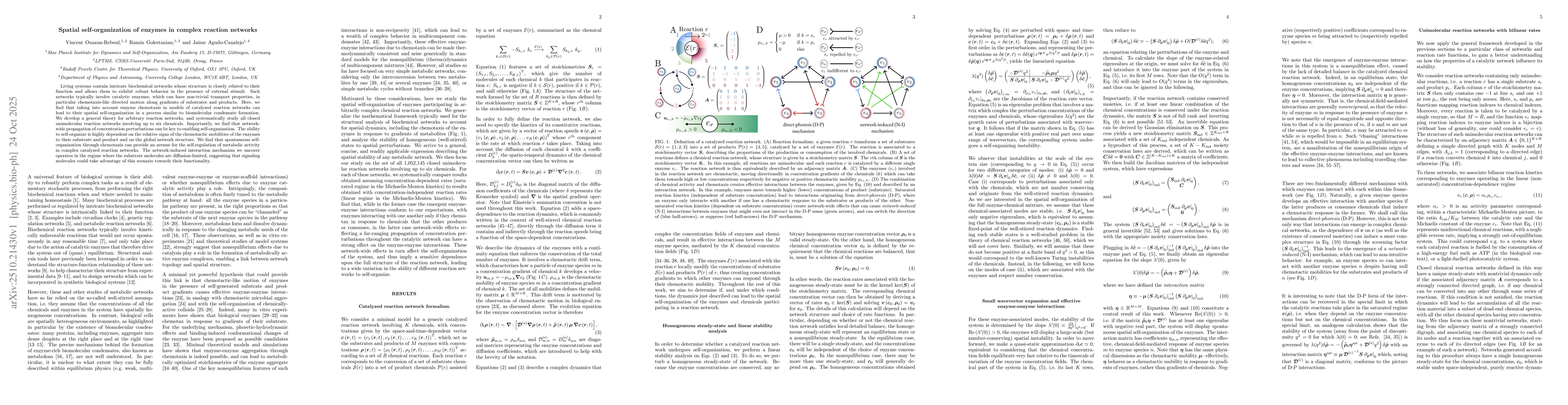Thumbnail for Spatial self-organization of enzymes in complex reaction networks