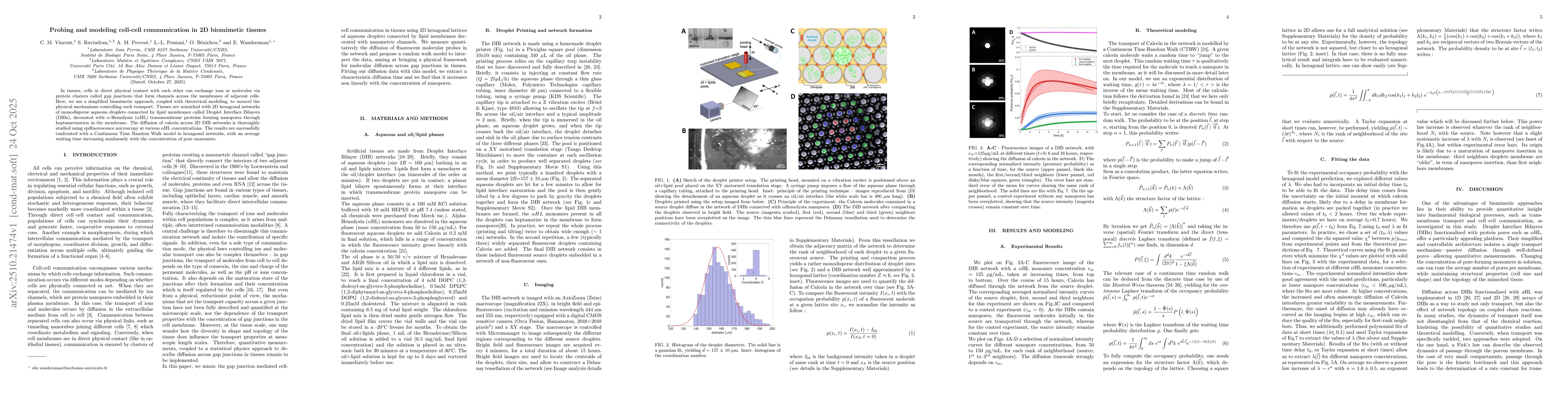 Thumbnail for Probing and modeling cell-cell communication in 2D biomimetic tissues