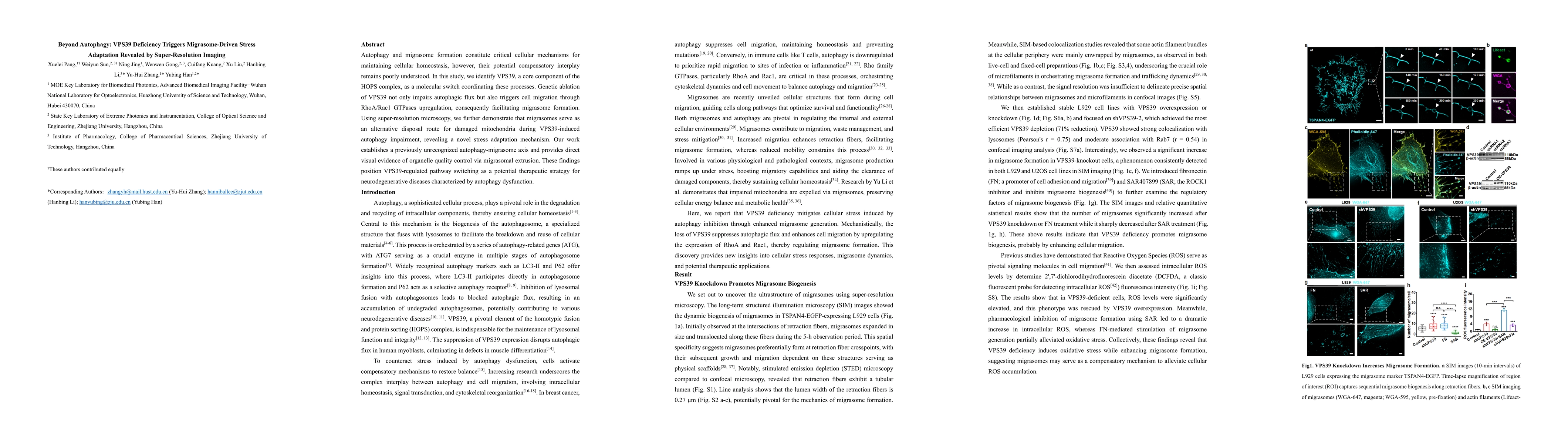 Thumbnail for Beyond Autophagy: VPS39 Deficiency Triggers Migrasome-Driven Stress
  Adaptation Revealed by Super-Resolution Imaging