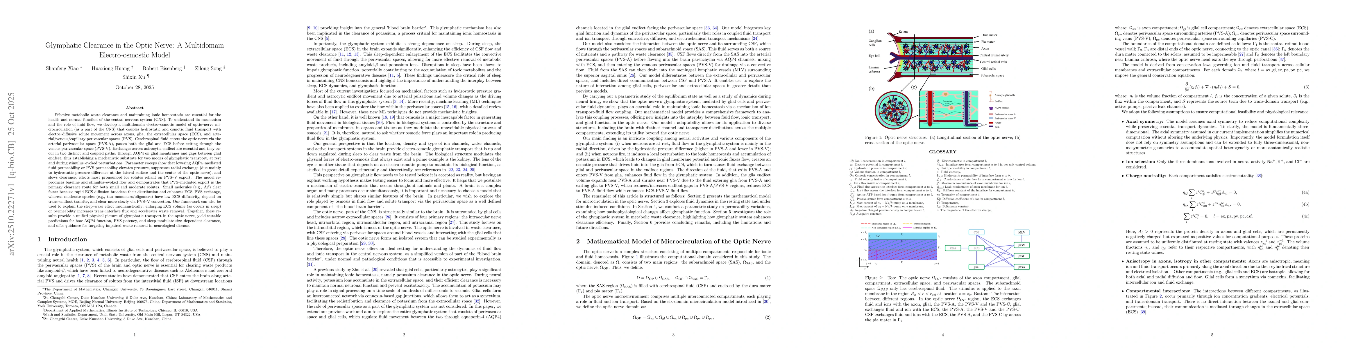 Thumbnail for Glymphatic Clearance in the Optic Nerve: A Multidomain Electro-osmostic
  Model