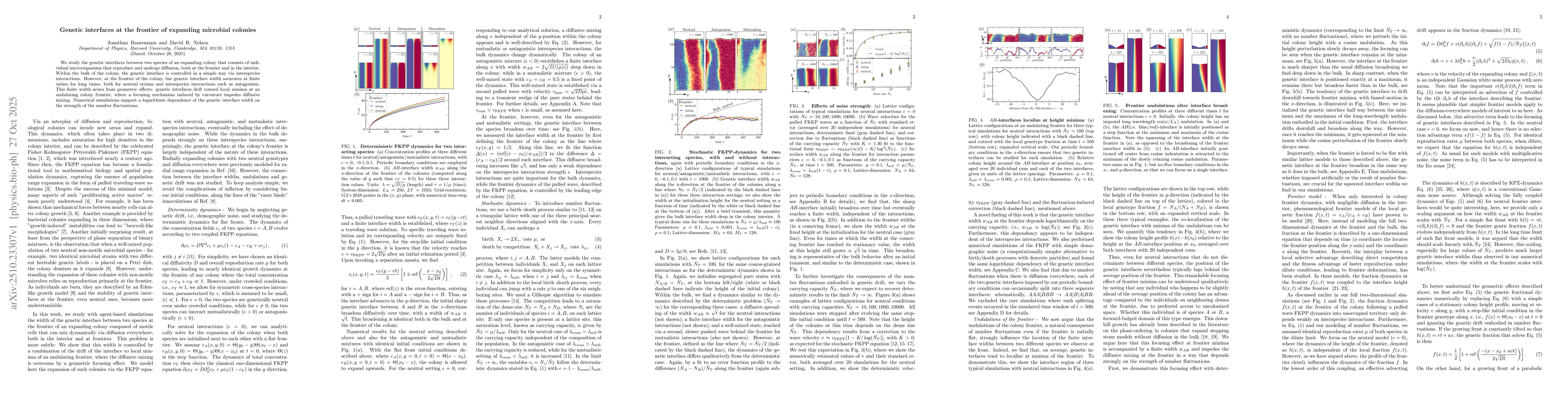 Thumbnail for Genetic interfaces at the frontier of expanding microbial colonies