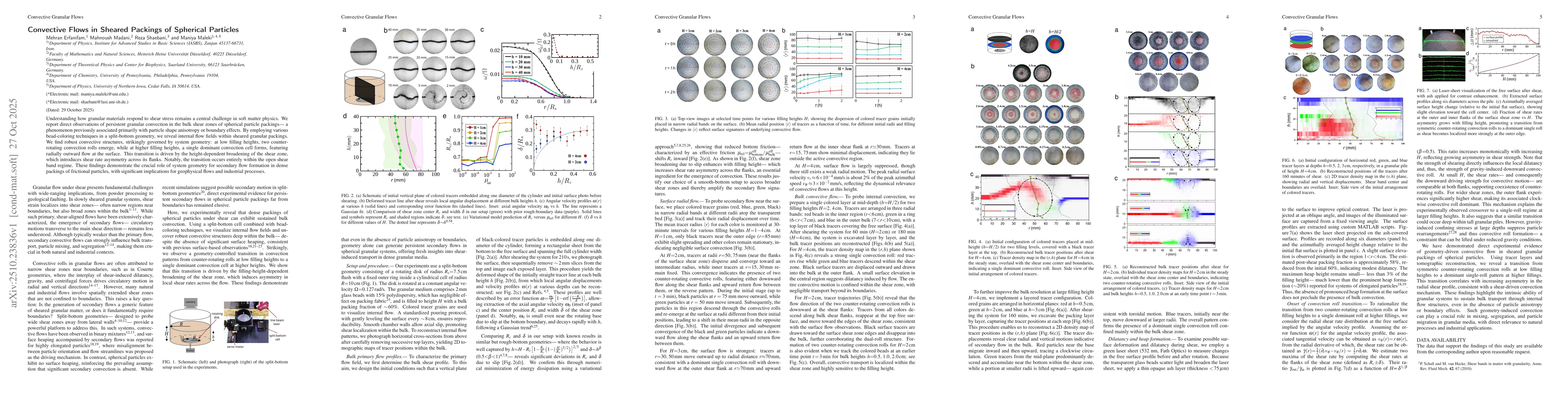 Thumbnail for Convective Flows in Sheared Packings of Spherical Particles