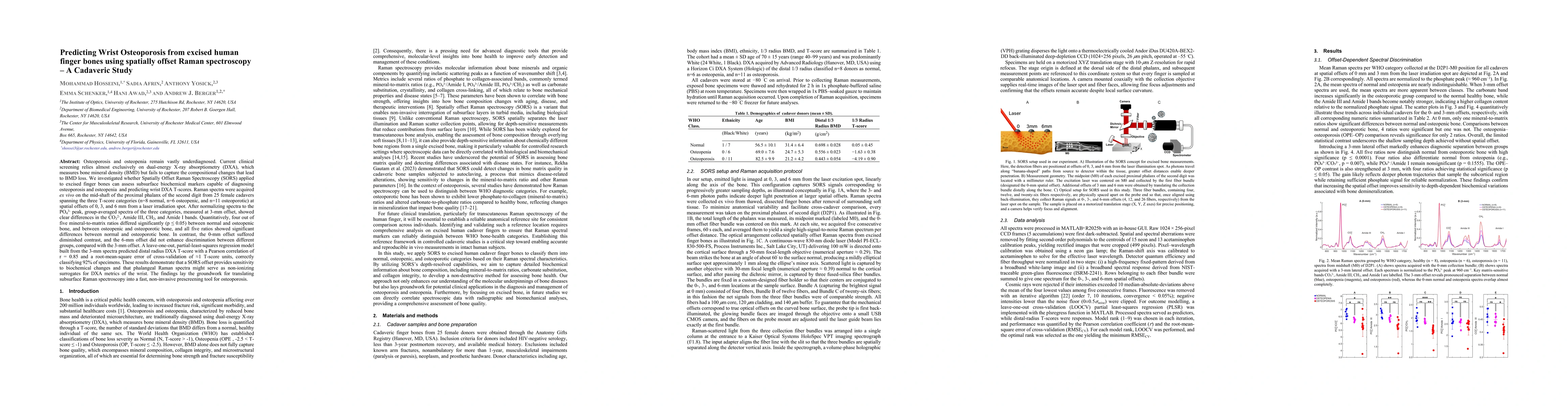 Thumbnail for Predicting Wrist Osteoporosis from excised human finger bones using
  spatially offset Raman spectroscopy, A Cadaveric Study