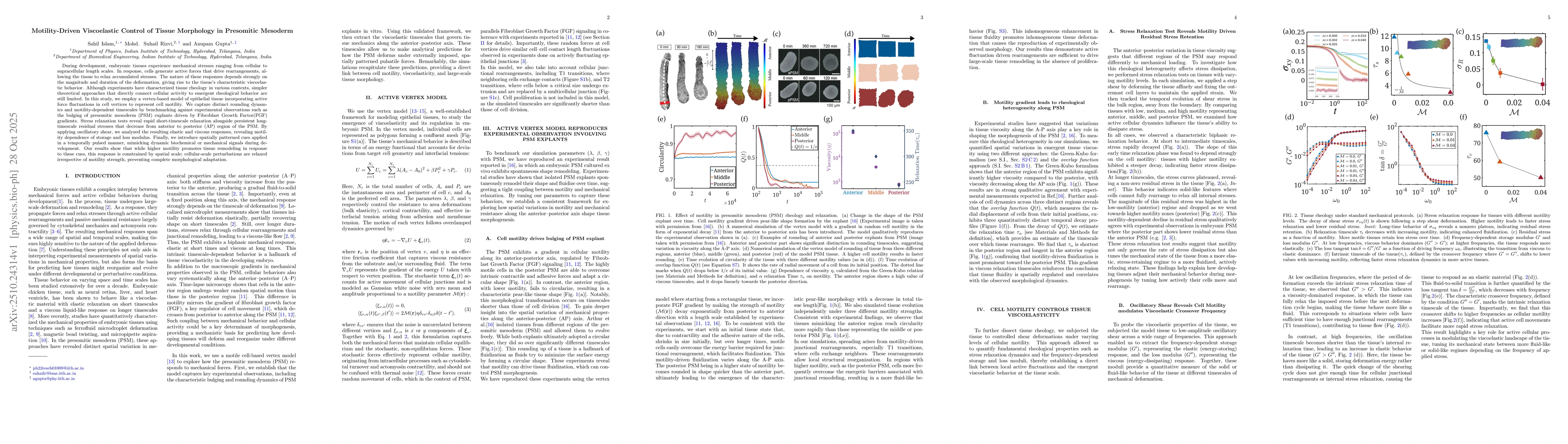 Thumbnail for Motility-Driven Viscoelastic Control of Tissue Morphology in Presomitic
  Mesoderm