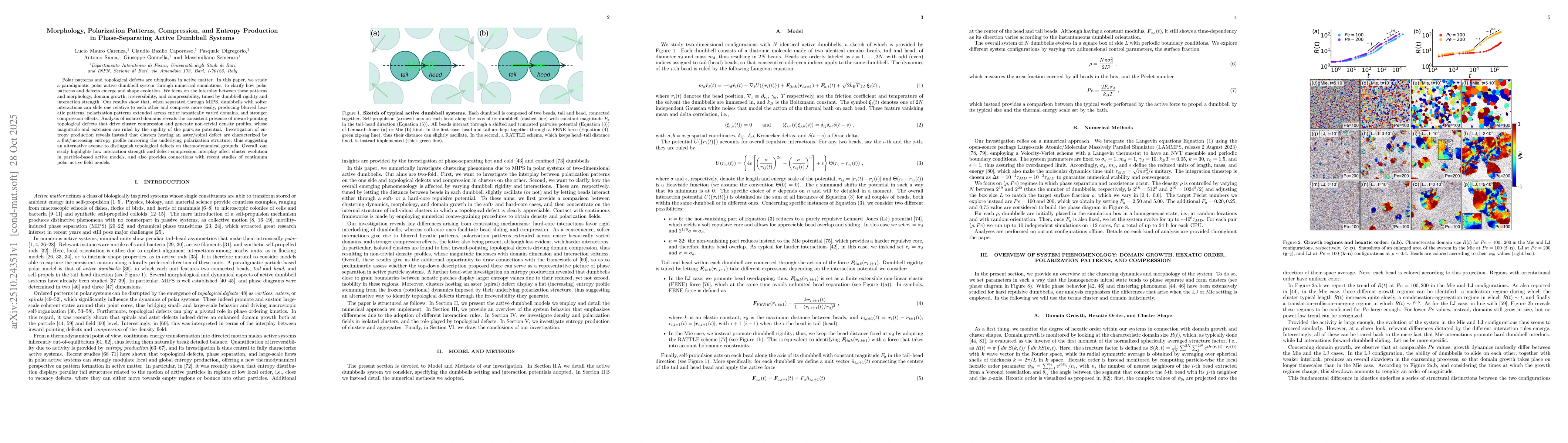 Thumbnail for Morphology, Polarization Patterns, Compression, and Entropy Production
  in Phase-Separating Active Dumbbell Systems