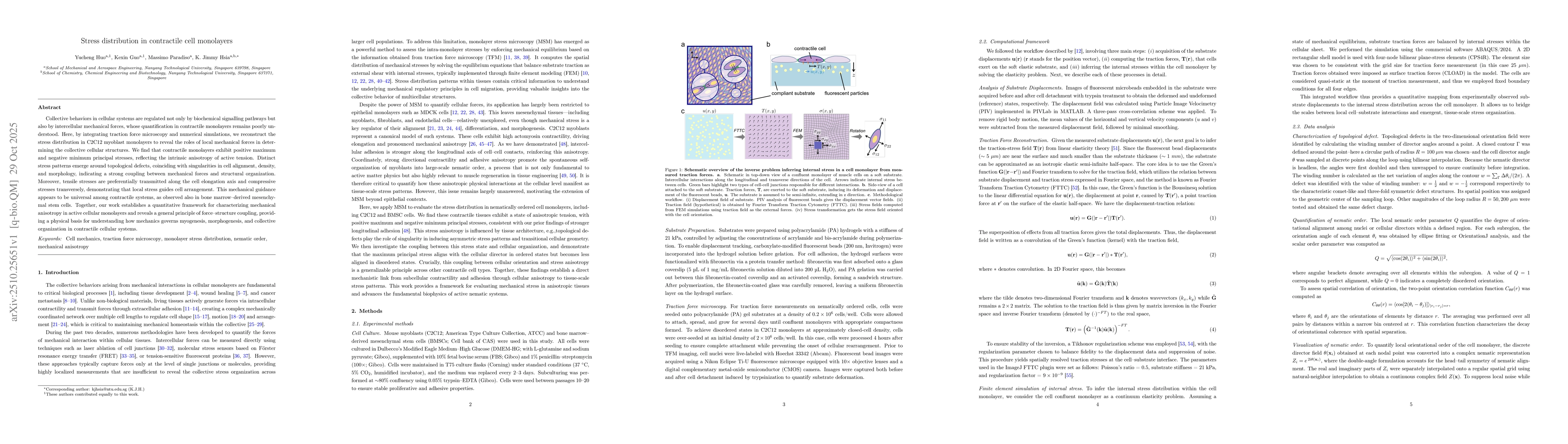Thumbnail for Stress distribution in contractile cell monolayers