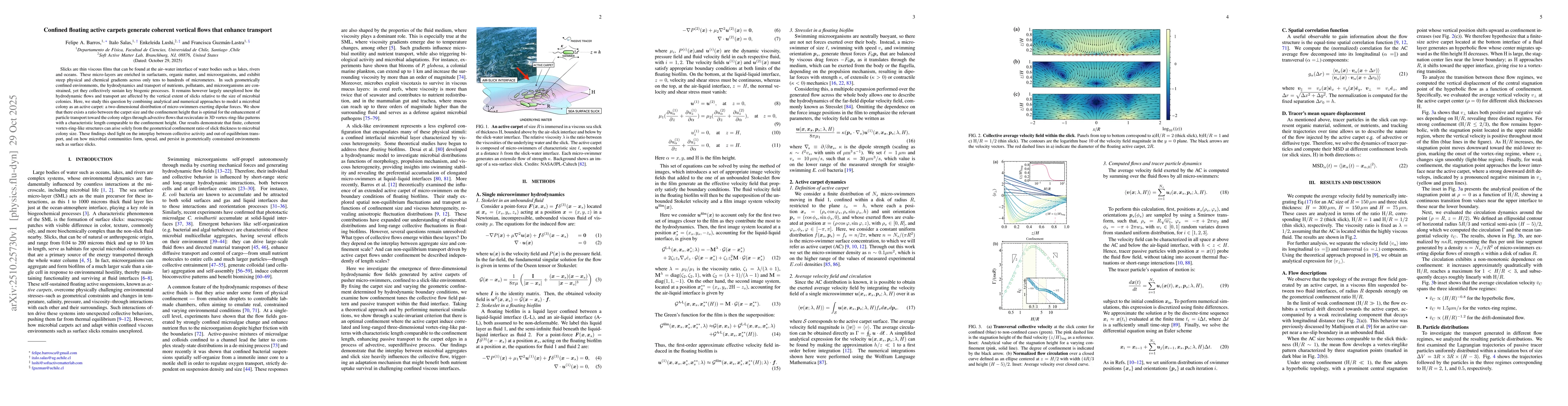 Thumbnail for Confined floating active carpets generate coherent vortical flows that
  enhance transport
