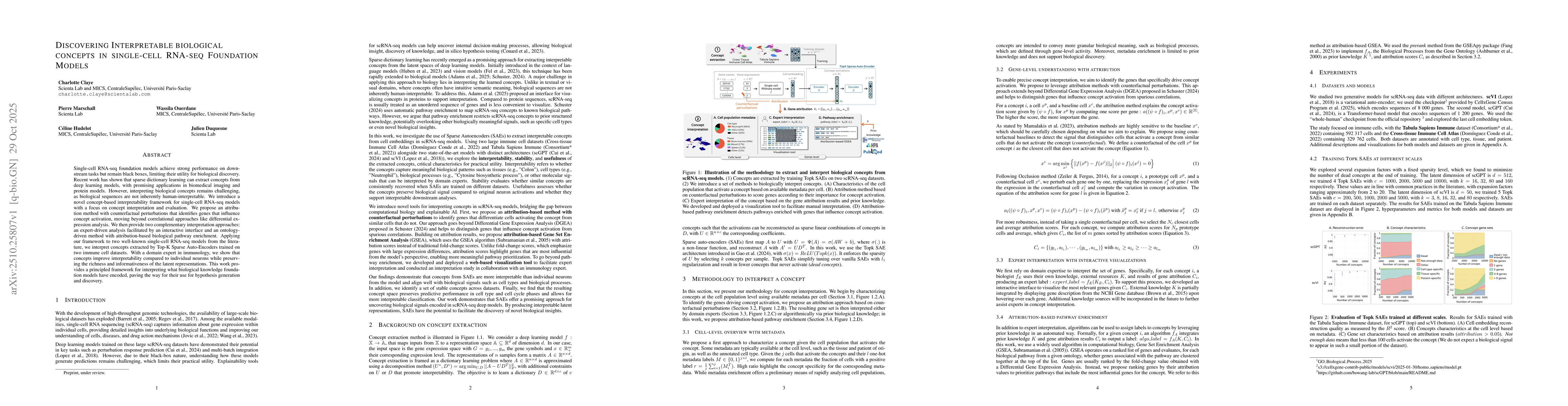 Thumbnail for Discovering Interpretable Biological Concepts in Single-cell RNA-seq
  Foundation Models