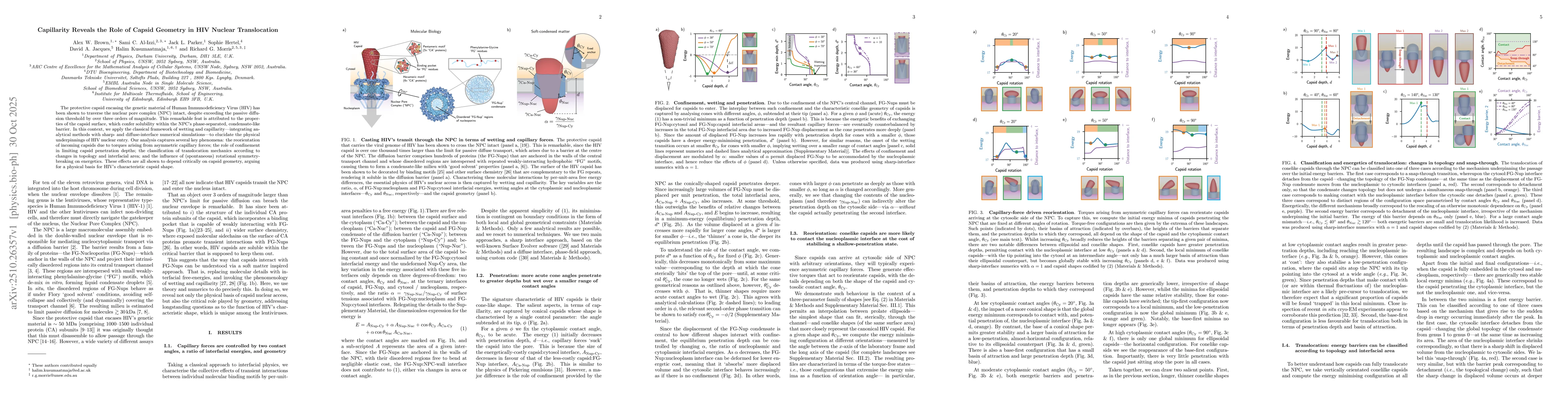 Thumbnail for Capillarity Reveals the Role of Capsid Geometry in HIV Nuclear
  Translocation