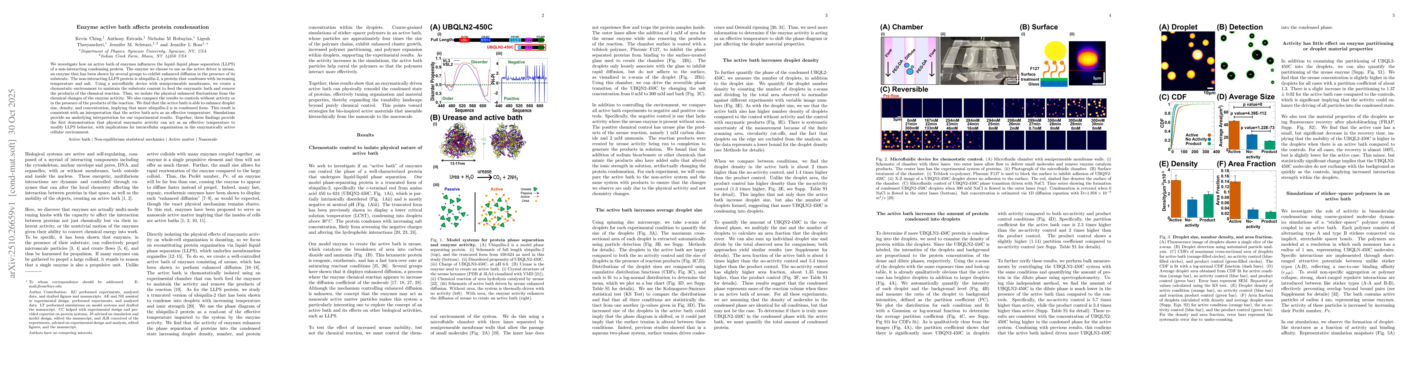 Thumbnail for Enzyme Active Bath Affects Protein Condensation