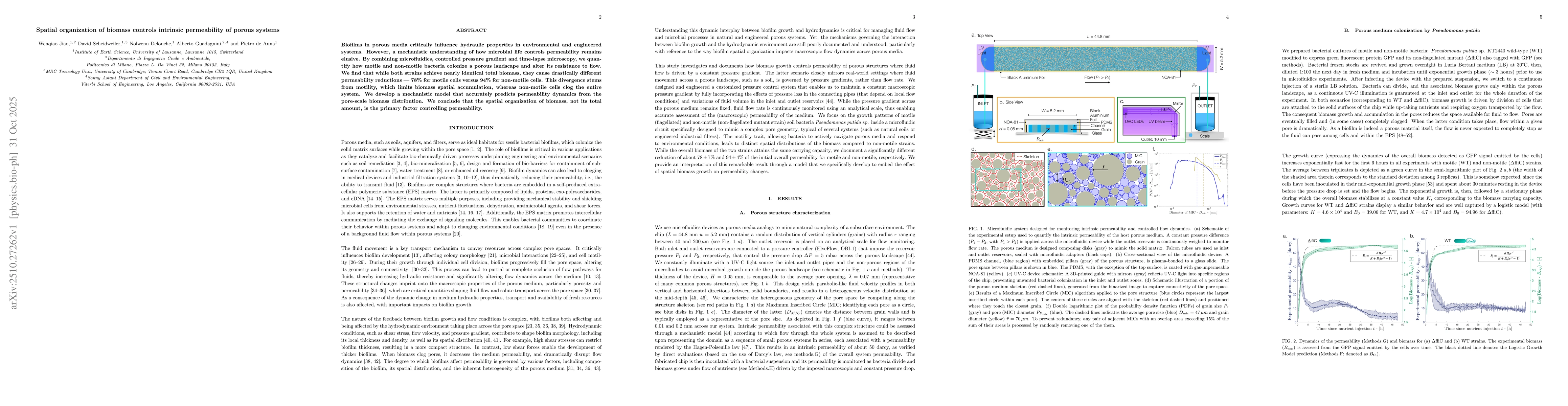 Thumbnail for Spatial organization of biomass controls intrinsic permeability of
  porous systems