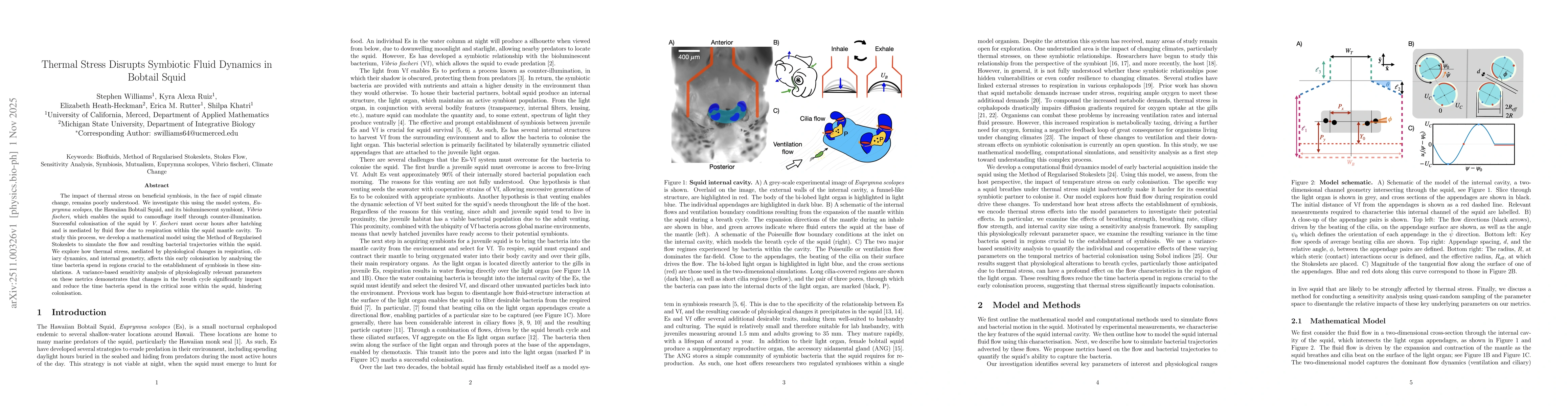 Thumbnail for Thermal Stress Disrupts Symbiotic Fluid Dynamics in Bobtail Squid