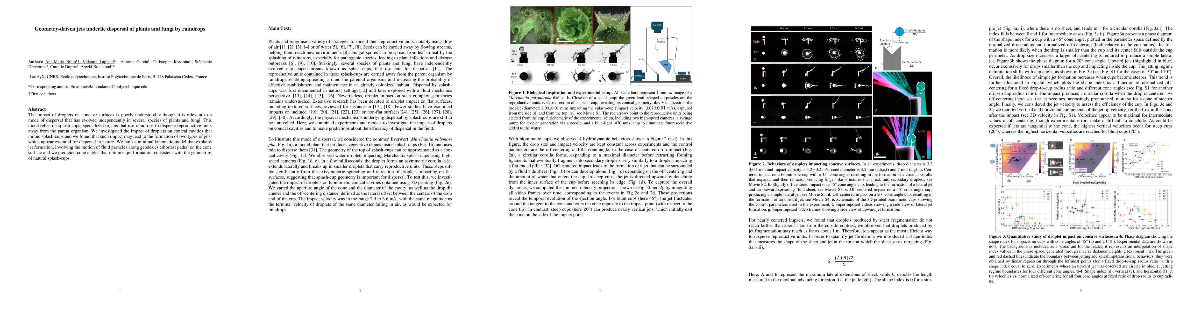 Thumbnail for Geometry-driven jets underlie dispersal of plants and fungi by raindrops