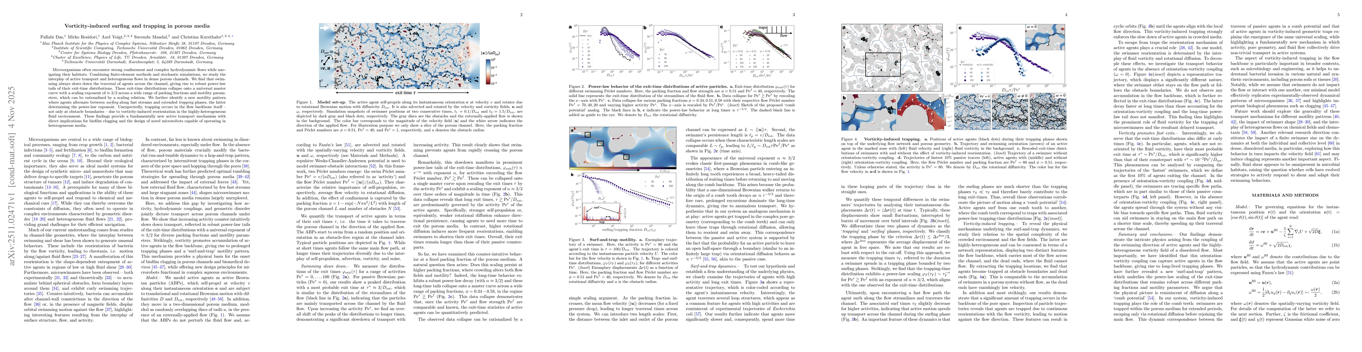 Thumbnail for Vorticity-induced surfing and trapping in porous media