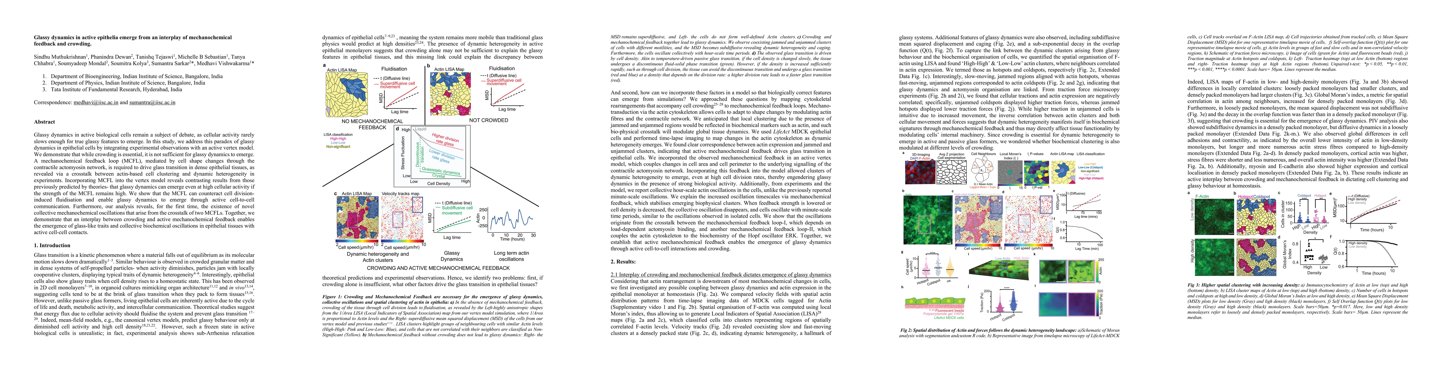 Thumbnail for Glassy dynamics in active epithelia emerge from an interplay of mechanochemical feedback and crowding