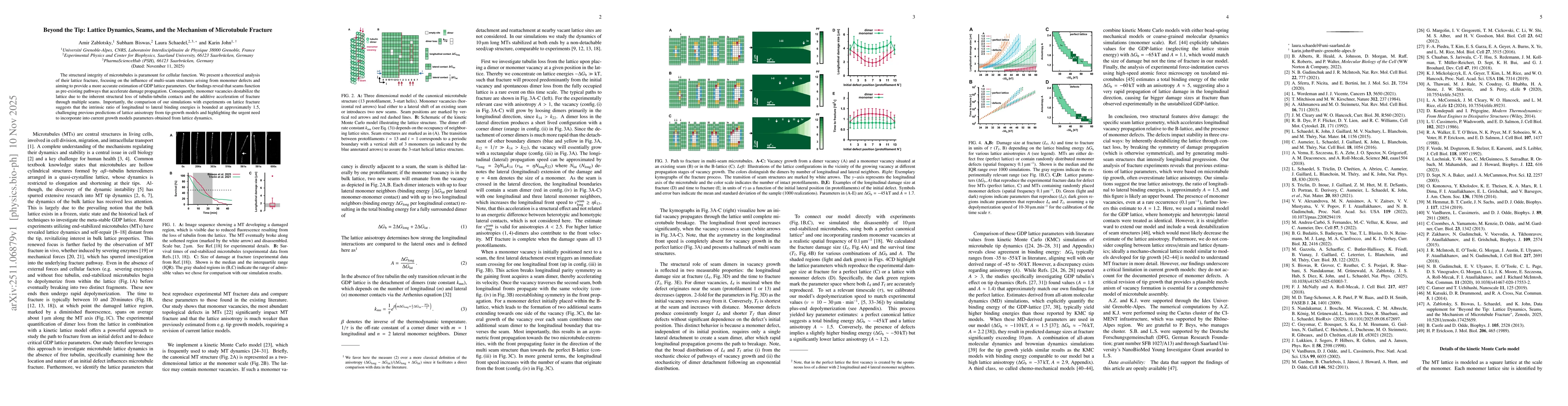 Thumbnail for Beyond the Tip: Lattice Dynamics, Seams, and the Mechanism of Microtubule Fracture