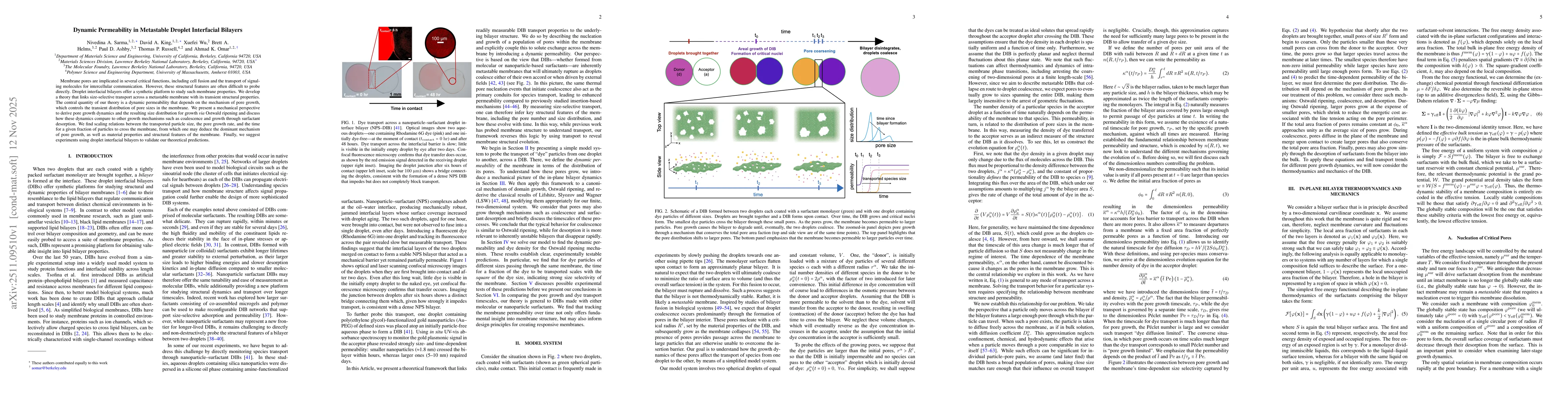Thumbnail for Dynamic Permeability in Metastable Droplet Interfacial Bilayers