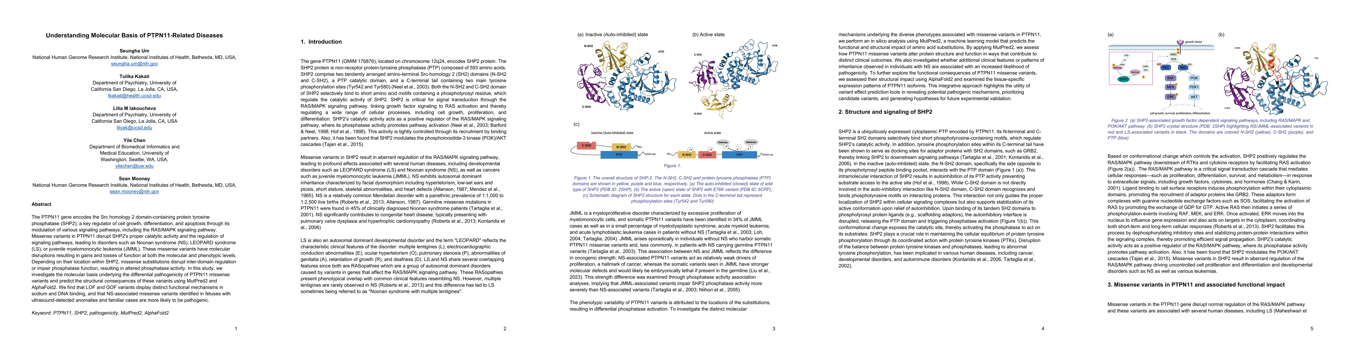 Thumbnail for Understanding Molecular Basis of PTPN11-Related Diseases
