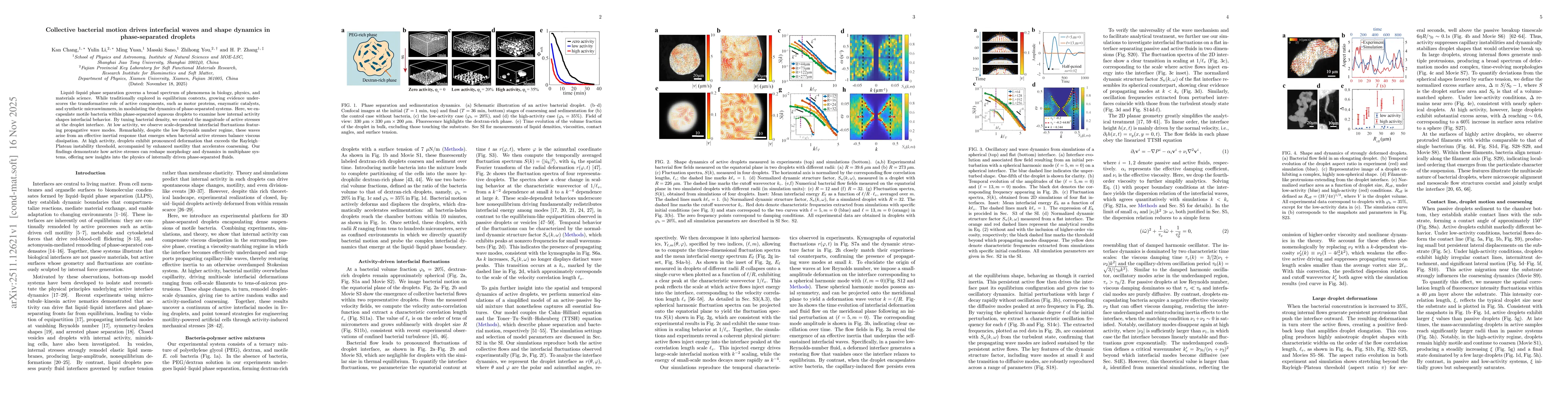 Thumbnail for Collective bacterial motion drives interfacial waves and shape dynamics in phase-separated droplets