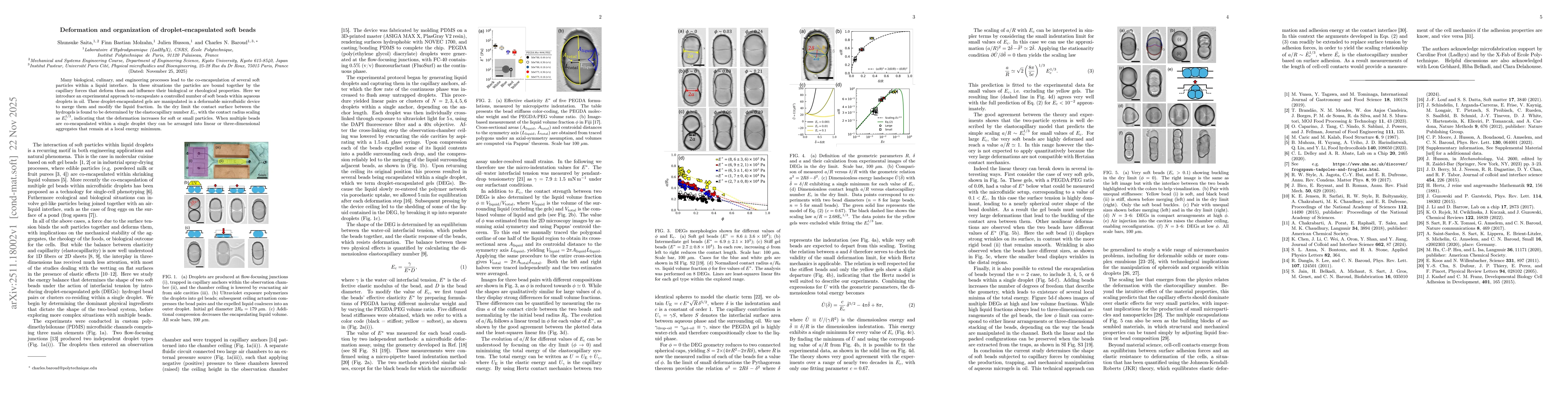 Thumbnail for Deformation and organization of droplet-encapsulated soft beads