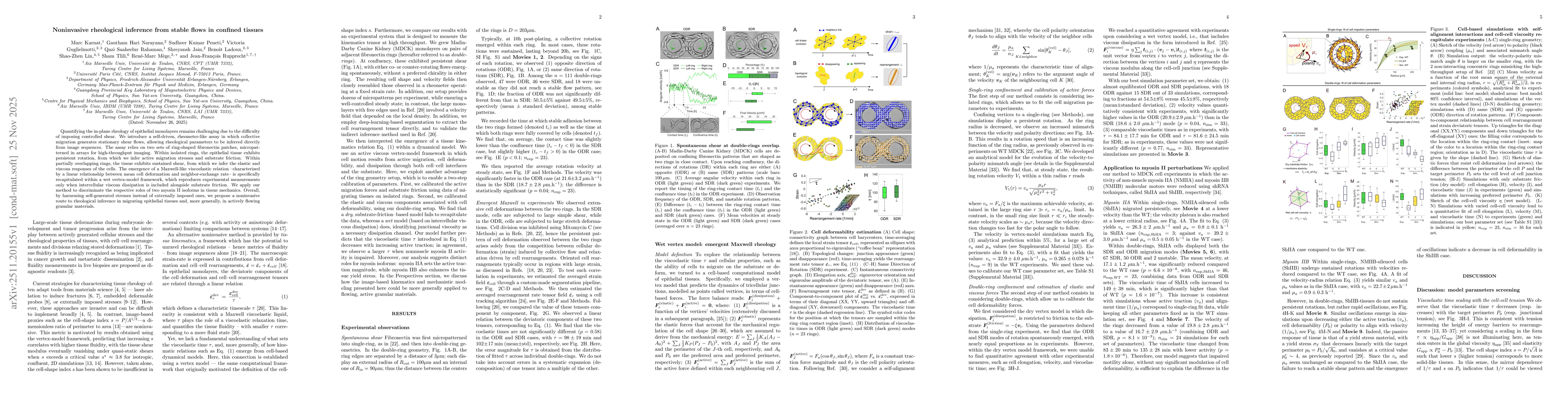 Thumbnail for Noninvasive rheological inference from stable flows in confined tissues