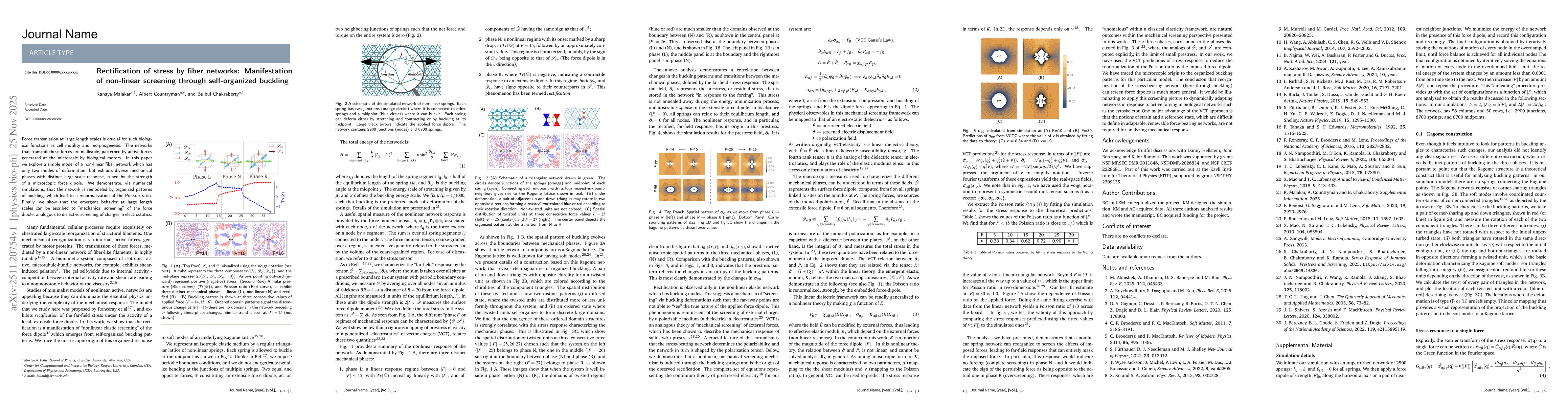Thumbnail for Rectification of stress by fiber networks: Manifestation of non-linear screening through self-organized buckling