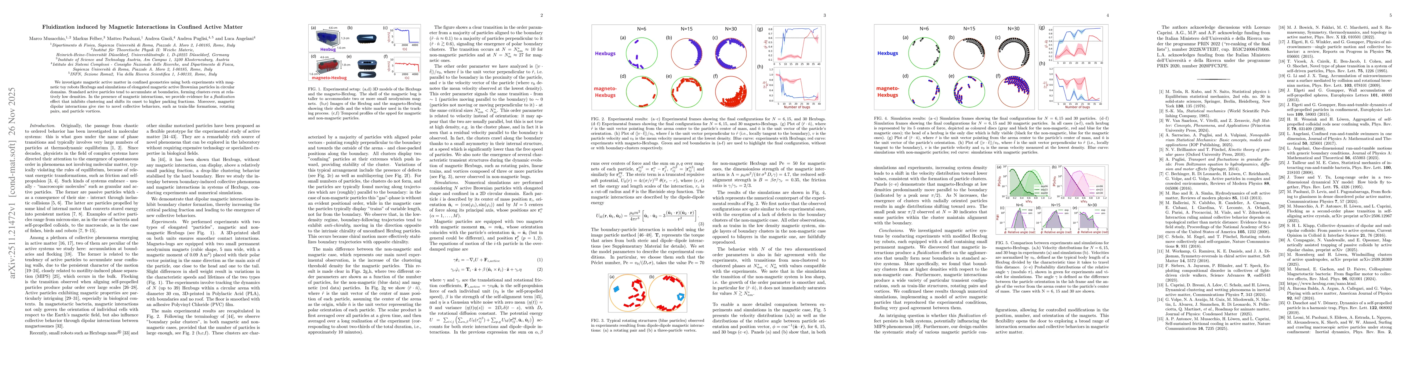 Thumbnail for Fluidization induced by Magnetic Interactions in Confined Active Matter