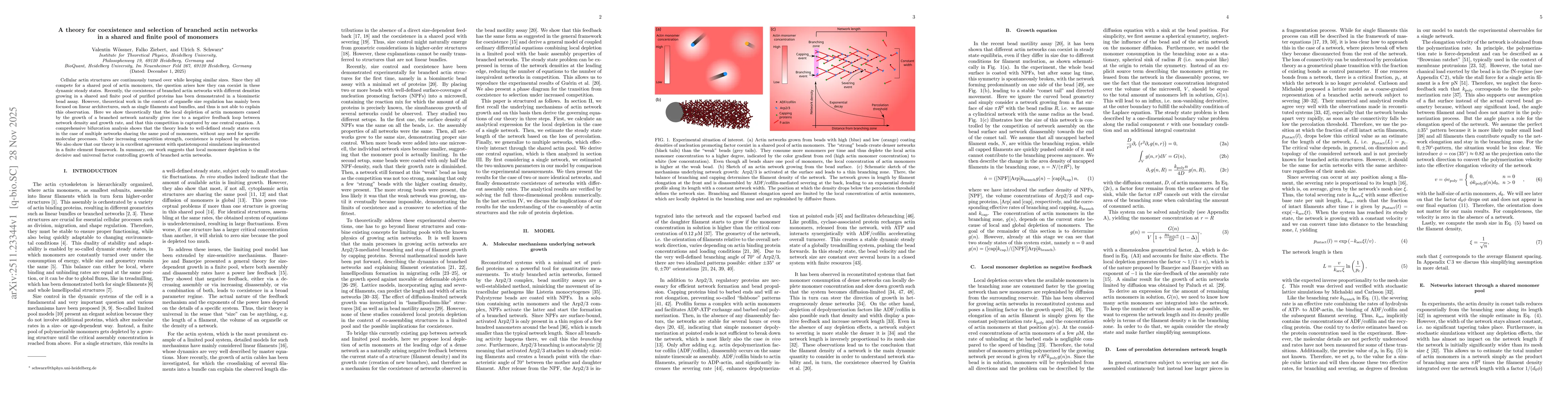 Thumbnail for A theory for coexistence and selection of branched actin networks in a shared and finite pool of monomers