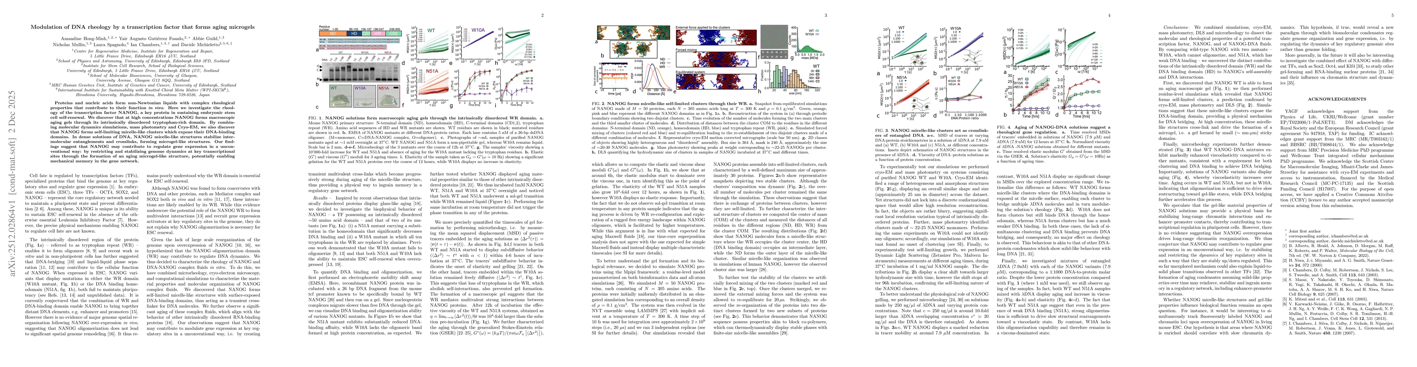 Thumbnail for Modulation of DNA rheology by a transcription factor that forms aging microgels