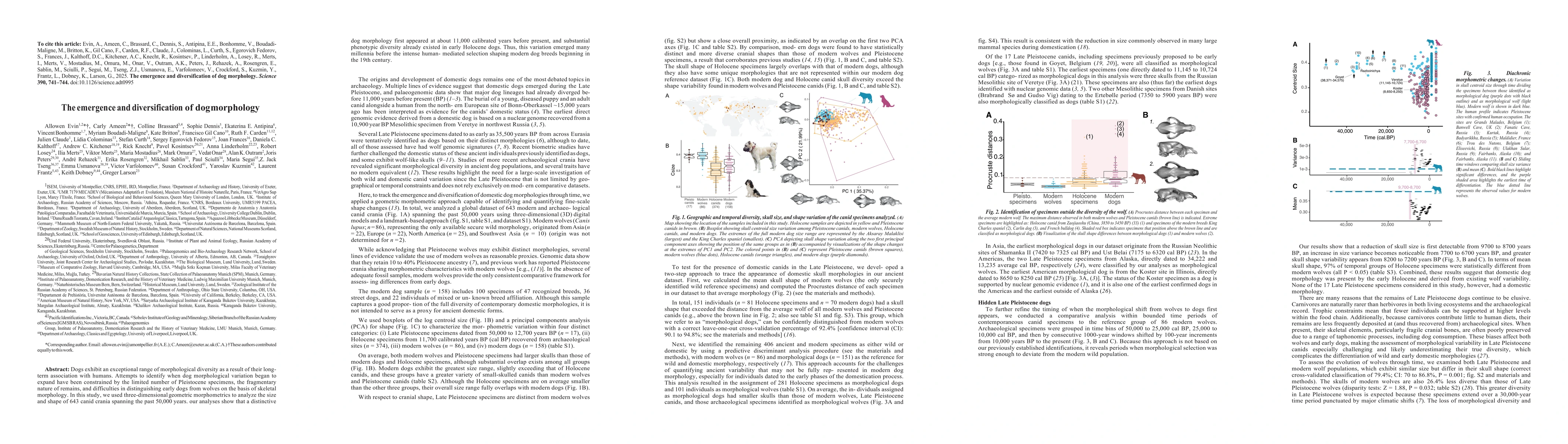 Thumbnail for The emergence and diversification of dog morphology