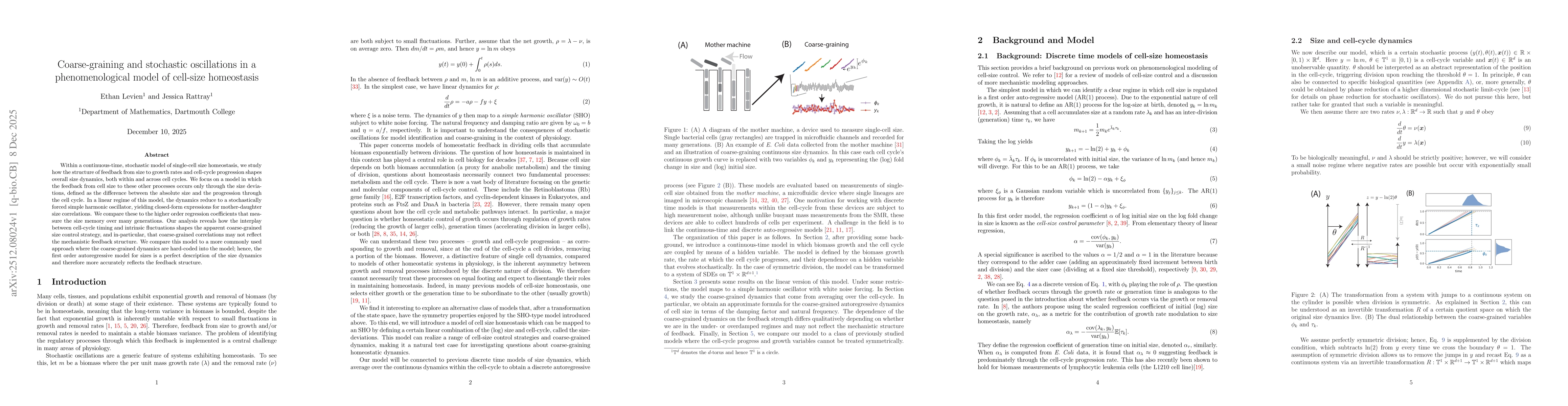 Thumbnail for Coarse-graining and stochastic oscillations in a phenomenological model of cell-size homeostasis