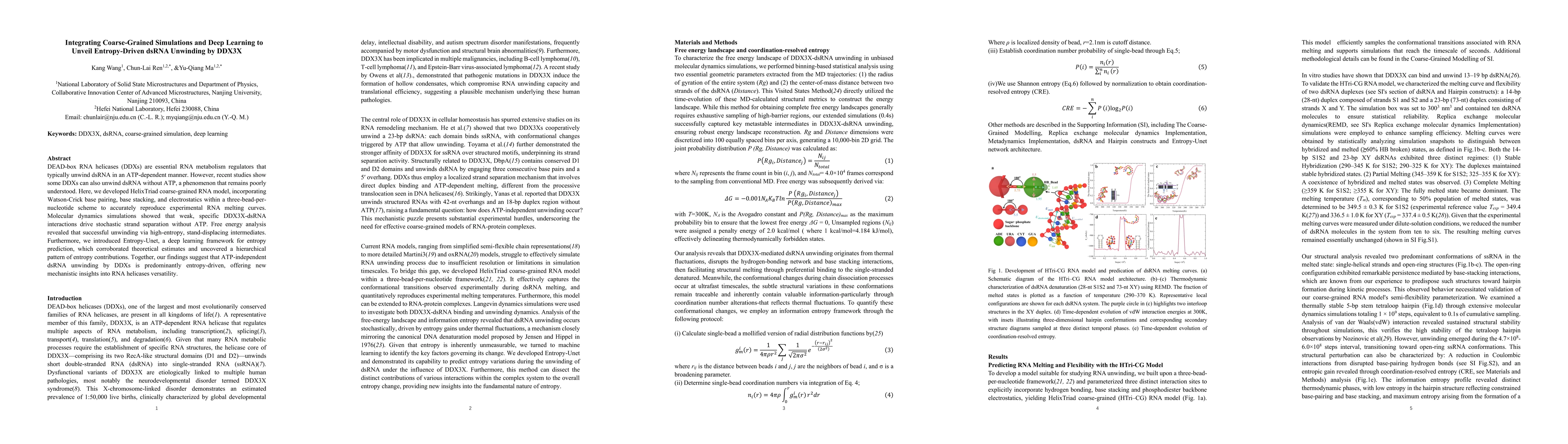 Thumbnail for Integrating Coarse-Grained Simulations and Deep Learning to Unveil Entropy-Driven dsRNA Unwinding by DDX3X