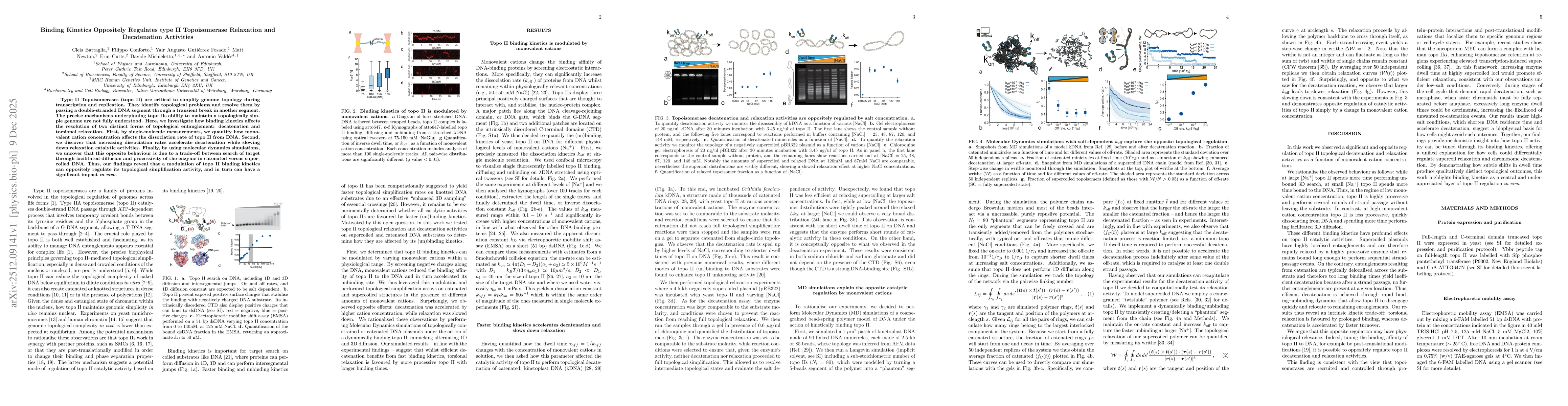 Thumbnail for Binding Kinetics Oppositely Regulates type II Topoisomerase Relaxation and Decatenation Activities