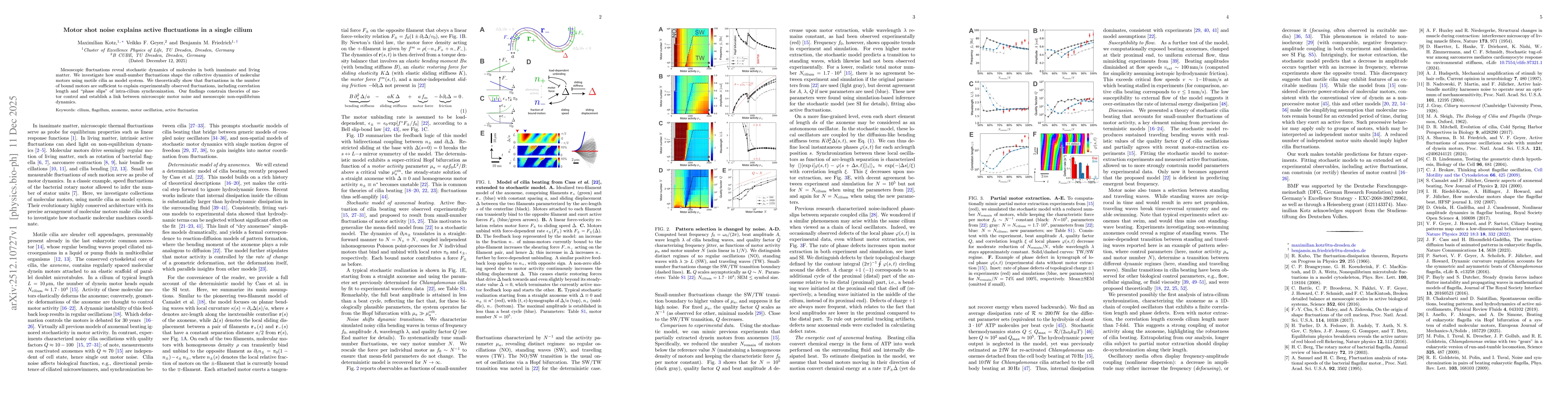 Thumbnail for Motor shot noise explains active fluctuations in a single cilium