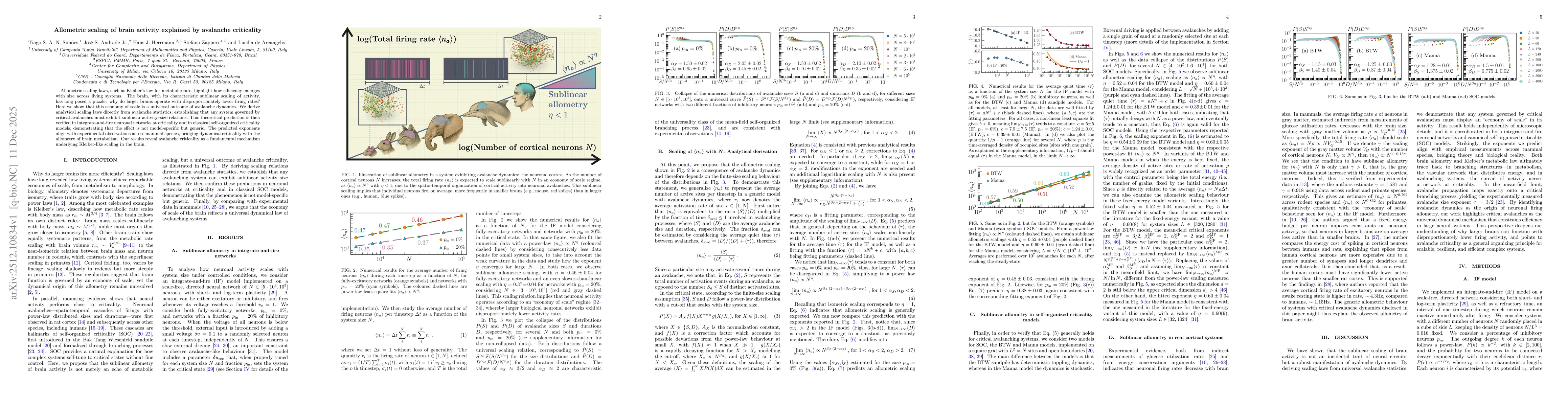 Thumbnail for Allometric scaling of brain activity explained by avalanche criticality