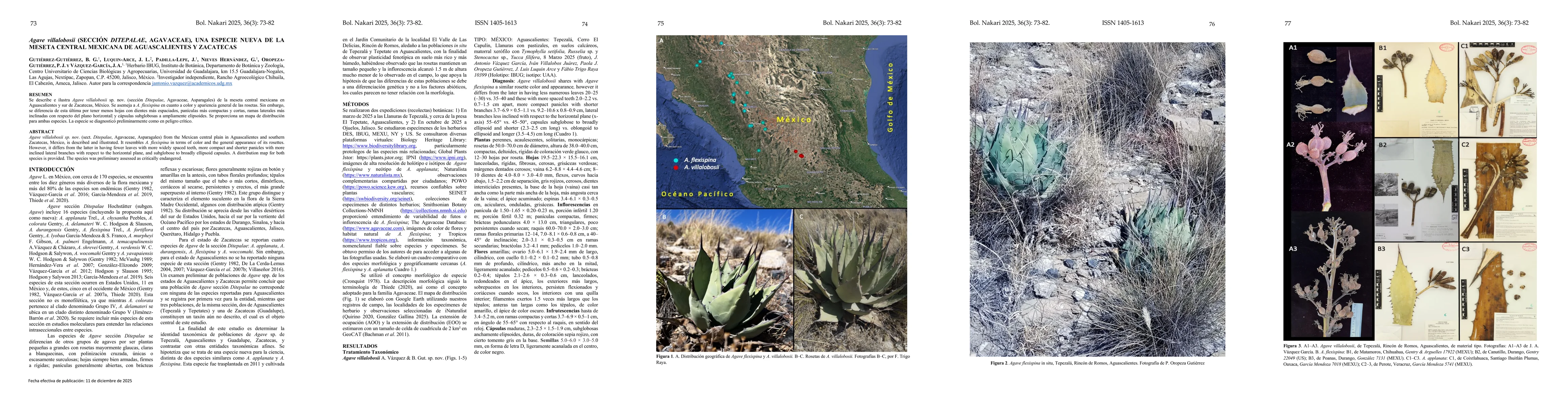 Thumbnail for Agave villalobosii (sección Ditepalae, Agavaceae), una especie nueva de la meseta central Mexicana de aguascalientes y zacatecas
