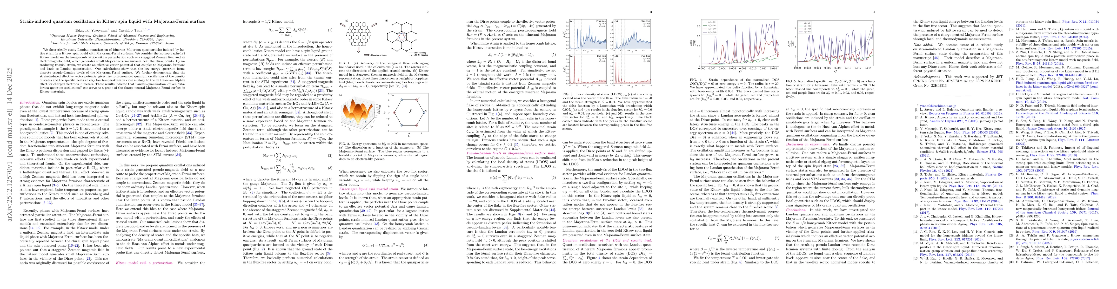 Thumbnail for Strain-induced quantum oscillation in Kitaev spin liquid with Majorana-Fermi surface
