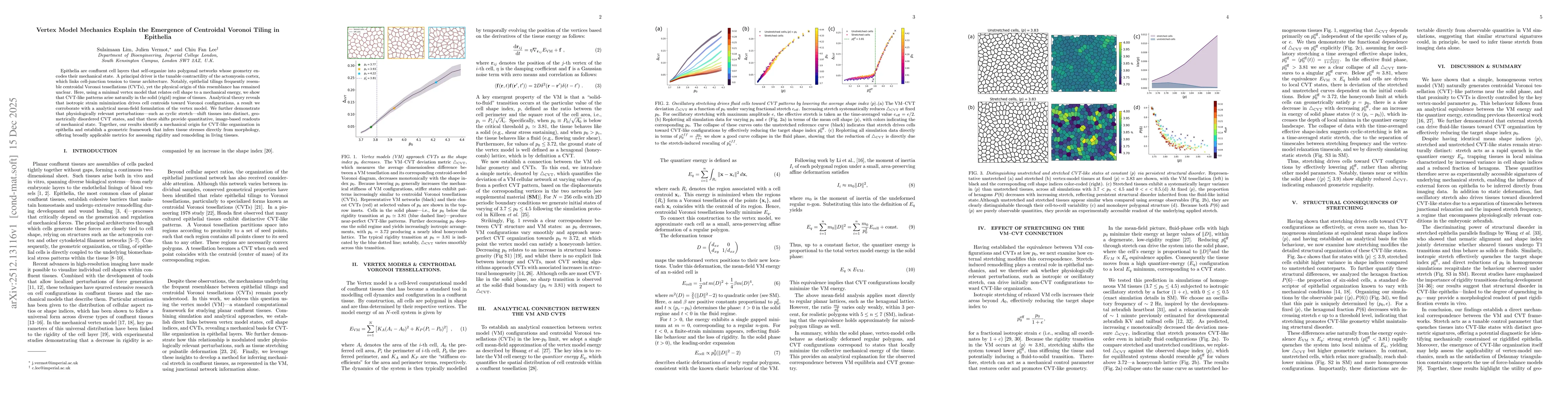 Thumbnail for Vertex Model Mechanics Explain the Emergence of Centroidal Voronoi Tiling in Epithelia