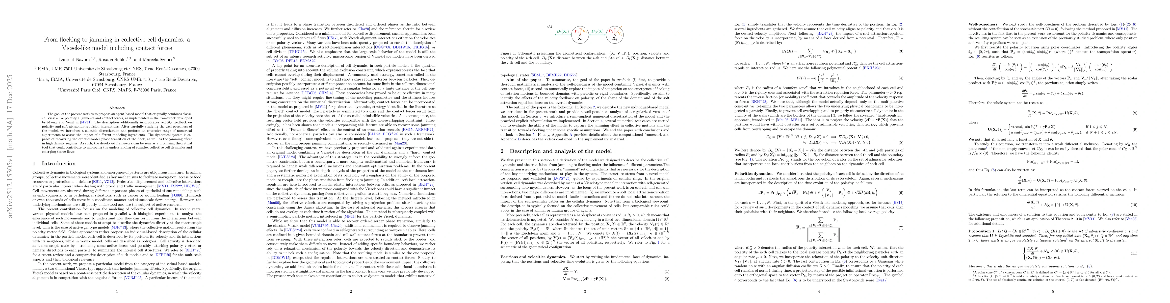 Thumbnail for From flocking to jamming in collective cell dynamics: a Vicsek-like model including contact forces