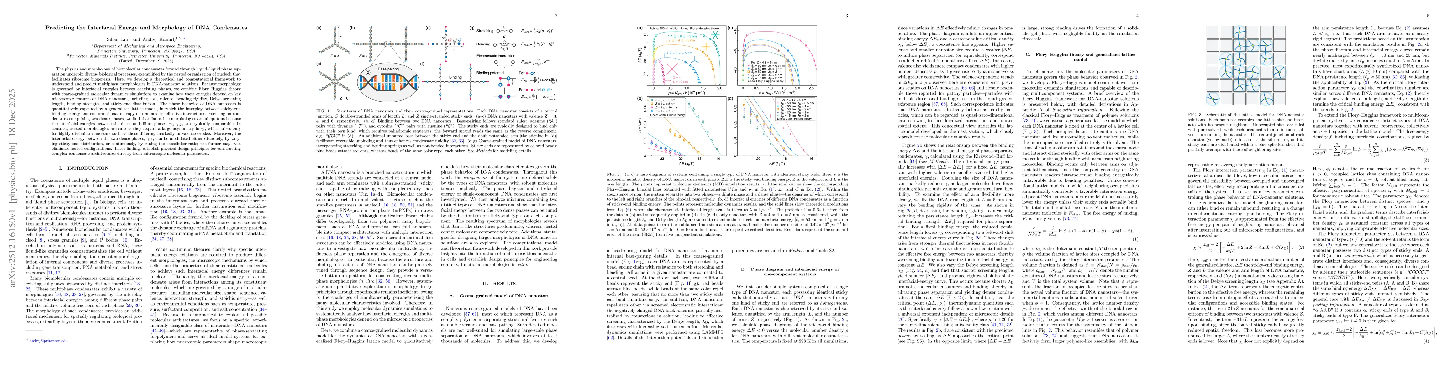 Thumbnail for Predicting the Interfacial Energy and Morphology of DNA Condensates