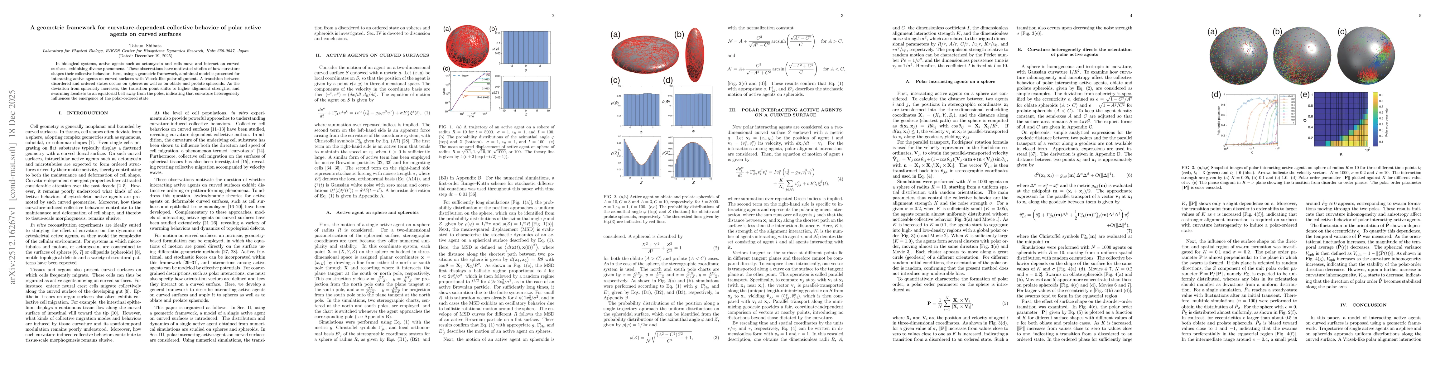 Thumbnail for A geometric framework for curvature-dependent collective behavior of polar active agents on curved surfaces