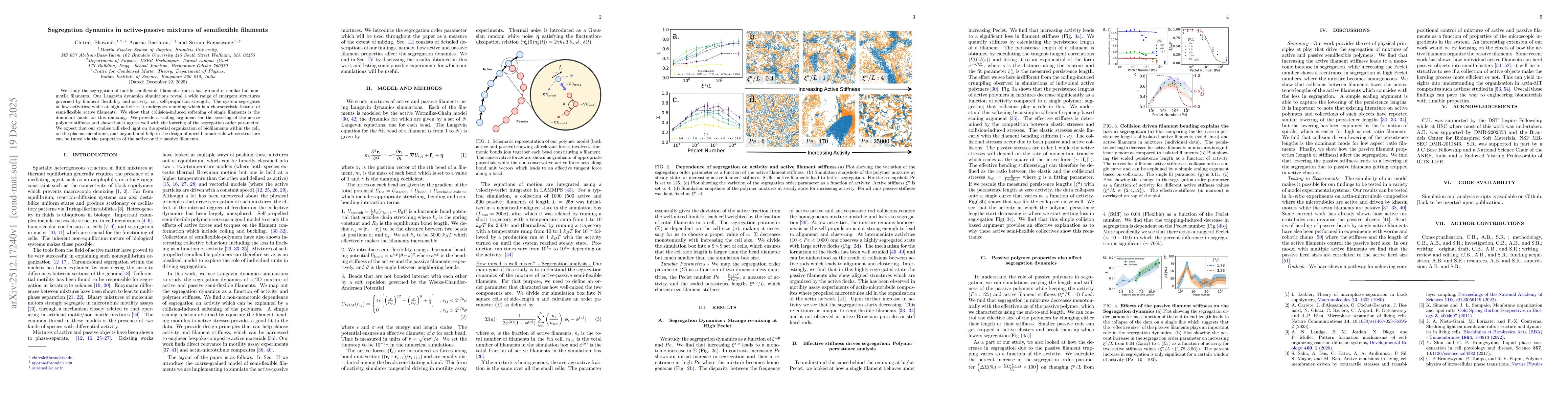 Thumbnail for Segregation dynamics in active-passive mixtures of semiflexible filaments