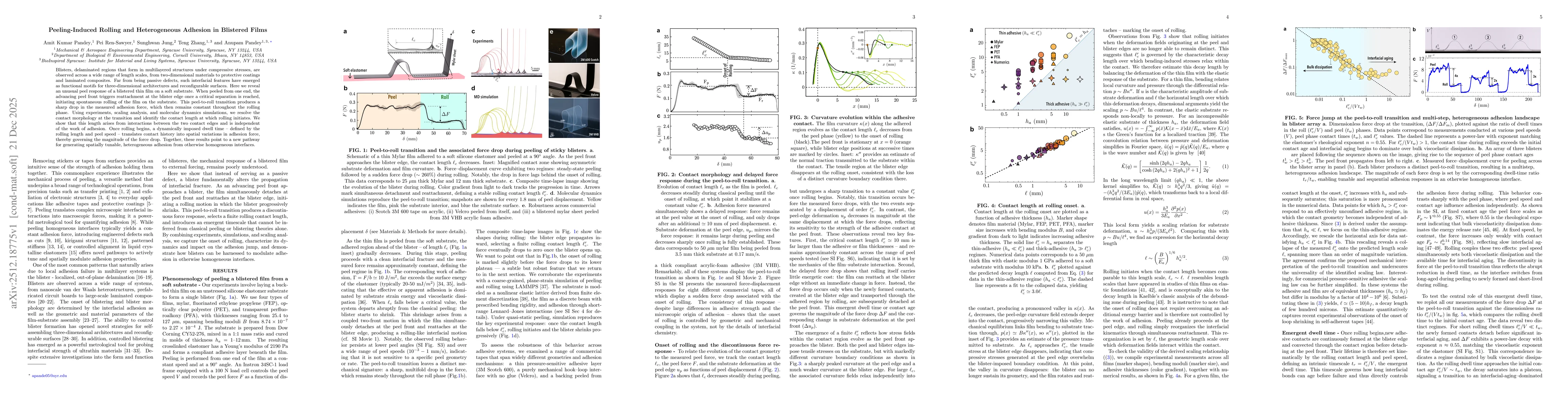 Thumbnail for Peeling-Induced Rolling and Heterogeneous Adhesion in Blistered Films