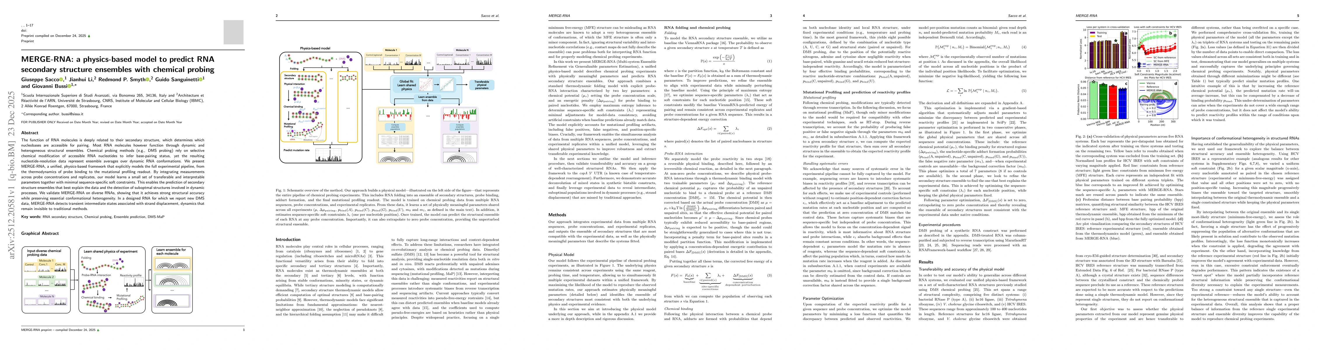 Thumbnail for MERGE-RNA: a physics-based model to predict RNA secondary structure ensembles with chemical probing
