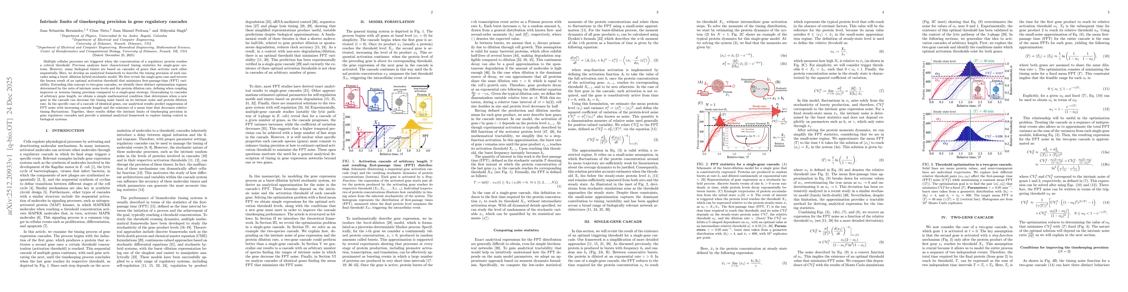 Thumbnail for Intrinsic limits of timekeeping precision in gene regulatory cascades