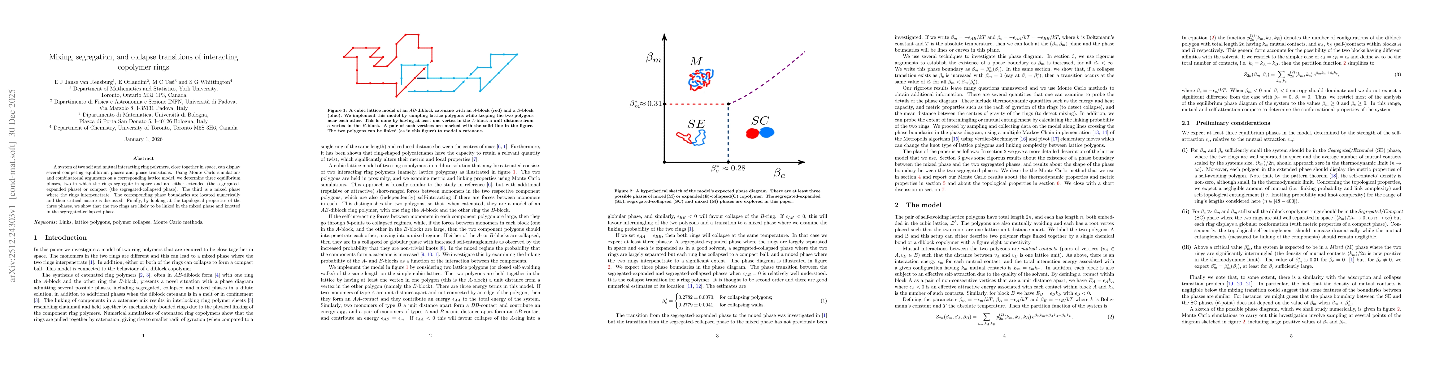 Thumbnail for Mixing, segregation, and collapse transitions of interacting copolymer rings